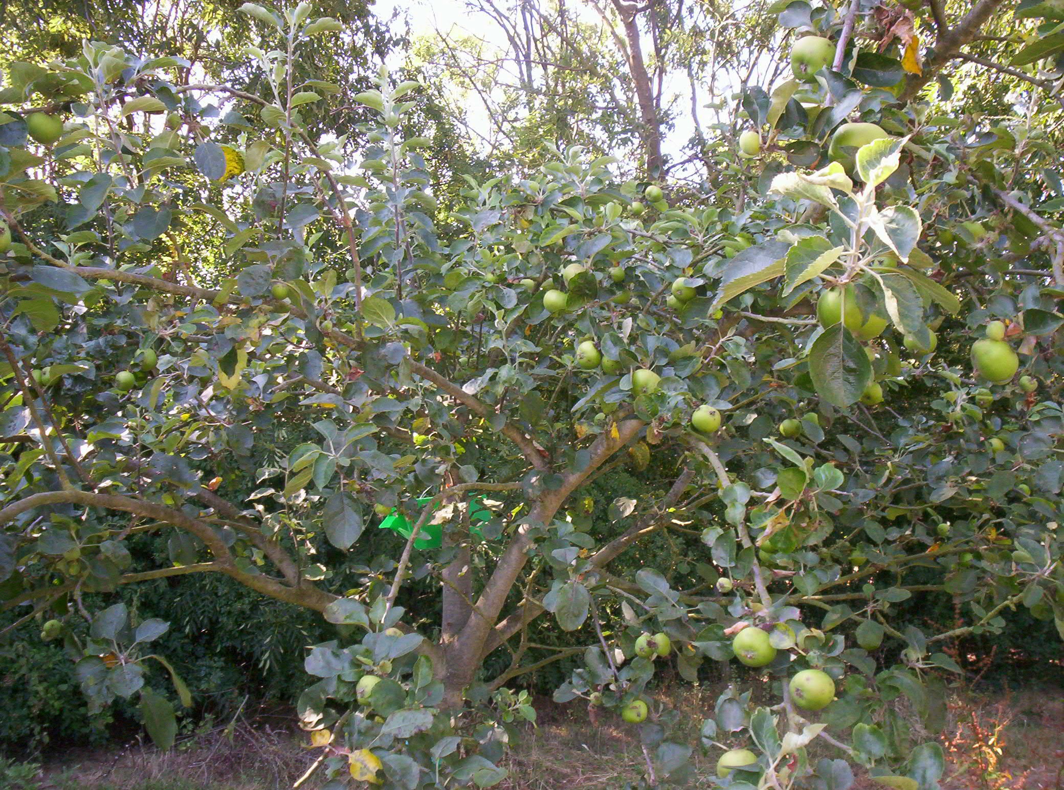 Life Longfield Fruit Garden